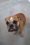 portrait of pedigree english bulldog