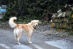 golden retriever Dog with tail up is outdoor