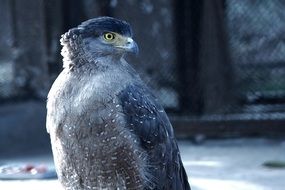 gray bird of prey close up