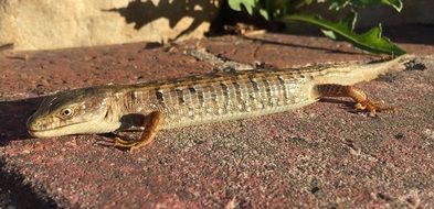 long lizard basking in the sun
