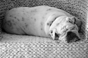 Sleeping Bulldog