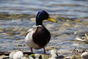 make mallard on the shore