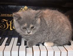 grey kitten on the piano