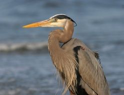 great blue heron against the backdrop of the pond