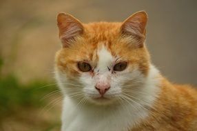 red cat look