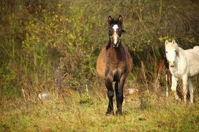 young farm horses