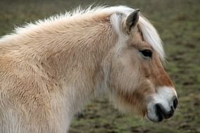 horse for riding in the meadow