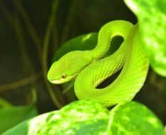 wondrous green bush viper