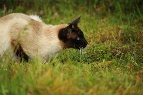 hunting siamese cat outdoor