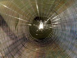Close-up of the big cobweb
