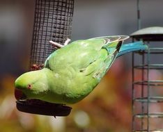 green small parrot near the feeders