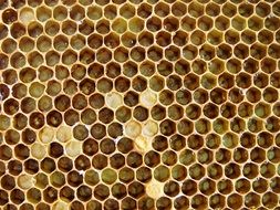 bee honeycomb close up