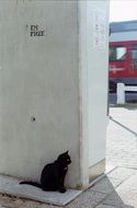 Cute black Cat Waiting near the wall