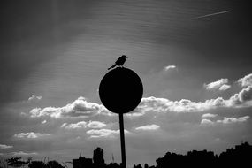 Bird Silhouette against the sky