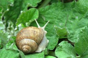 Winniczek snail on the green leaves