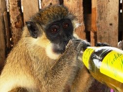 Gambia Monkey with Lemonade Bottle near the wood