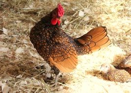 Beautiful and colorful chicken on the farm