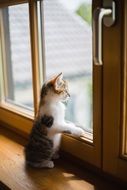 Cat looking in window