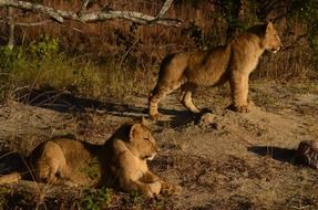 young wild lions in the nature of africa