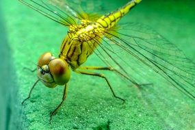 yellow dragonfly on a green leaf close-up on blurred background