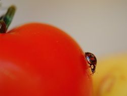 Ladybug at Tomato close-up on blurred background