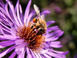 pollinating bee on the purple flower