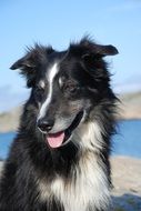 Black And White Border Collie, Dog portrait