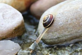 crawling mollusk