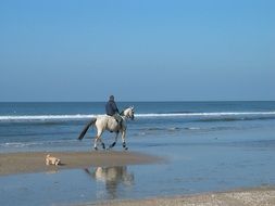 man riding a white horse on the beach