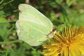 Butterfly on a blossom