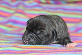 newborn puppy on colorful fabric