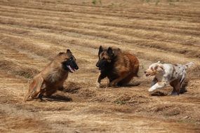 Dogs are playing on the field