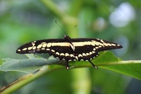 edelfatter butterfly close up