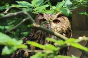 Portrait of eagle owl in tree branches