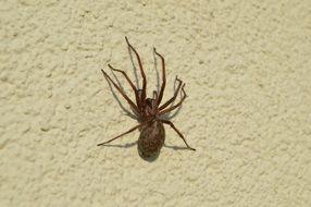 spider on the wall