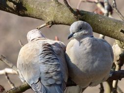 pair of pigeons on a tree on a sunny day