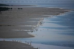 Flamingos Bird Feeding tidal scene