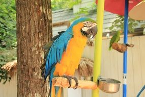 beautiful and cute Parrot Blue
