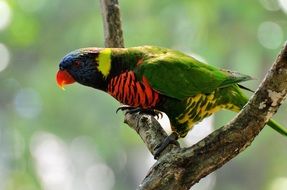 bright multi-colored parrot on a branch close up