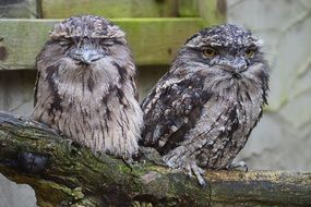 tawny frogmouth owls in a cage in Australia