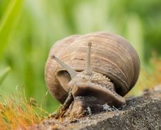 Slowly Snail on a ground