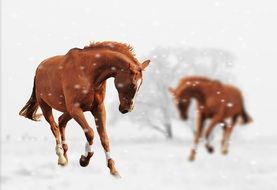 red horses on the snow field