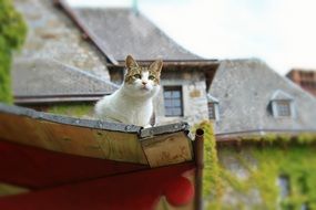 curious cat on the roof of the house