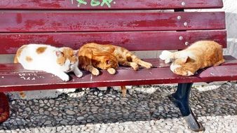 Cat resting on a bench