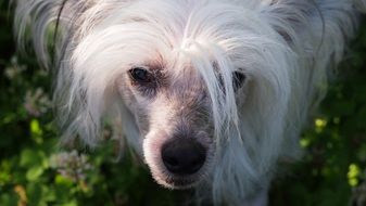 chinese crested dog