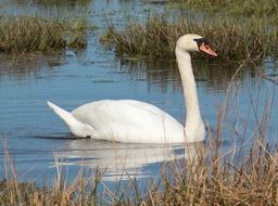White swan on water at reeds