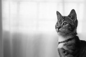 Black and white portrait of feline