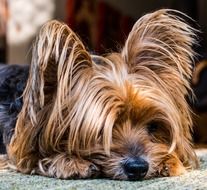 little yorkshire terrier lies on the bedspread
