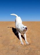 white dog on the sand