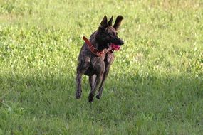 dog is fun running through the green grass